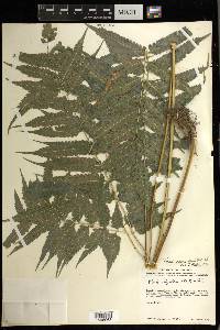 Pteris erosa image