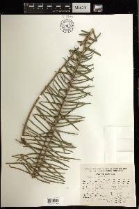 Pteris longifolia image