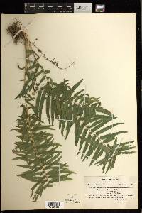 Pteris longifolia image