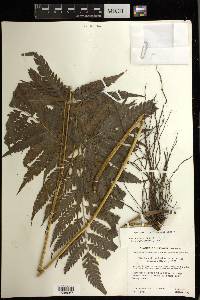 Pteris erosa image