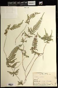 Pteris dispar image