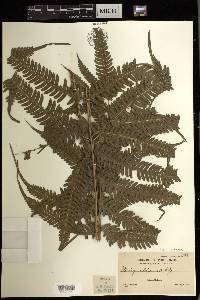 Pteris biaurita image