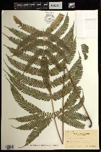 Pteris setulosocostulata image