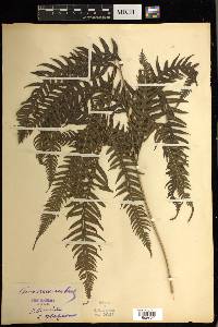 Pteris decurrens image