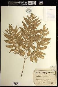 Pteris tripartita image