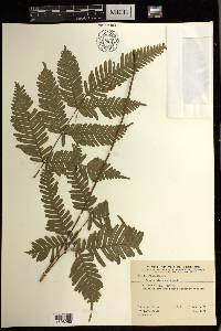 Pteris blumeana image