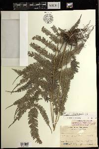 Pteris oppositipinnata image