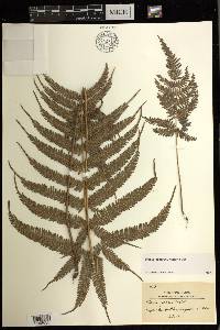 Pteris oppositipinnata image