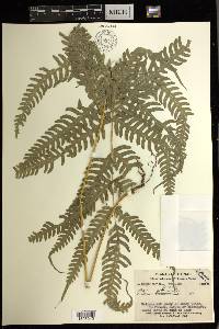 Pteris biaurita image