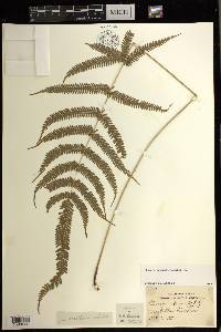 Pteris oppositipinnata image