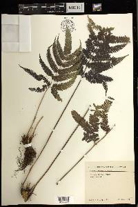 Pteris dataensis image