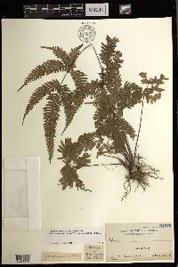 Pteris oppositipinnata image