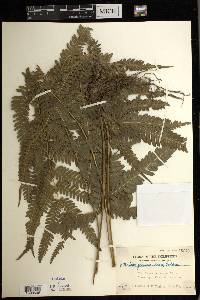 Pteris glaucovirens image