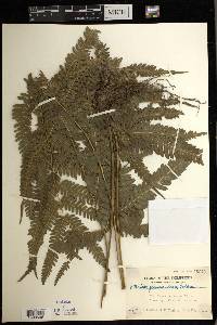 Pteris glaucovirens image