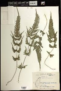 Pteris dispar image