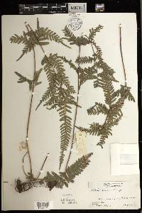 Pteris dispar image