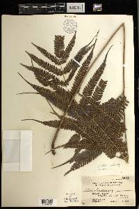 Pteris blumeana image