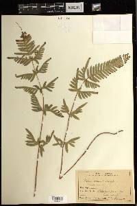 Pteris dispar image