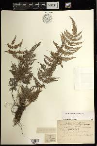 Pteris oppositipinnata image