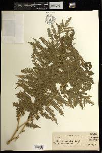 Pteris tripartita image