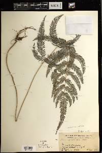 Pteris oppositipinnata image