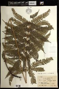 Pteris setulosocostulata image