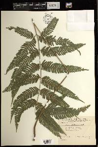 Pteris pedicellata image