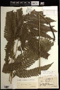 Pteris biaurita image