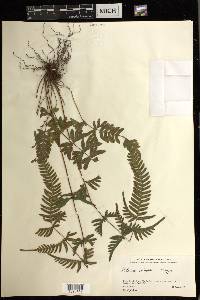 Pteris dispar image