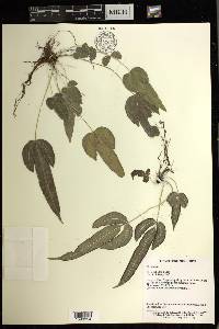 Pteris deltodon image