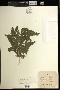 Pteris biaurita image