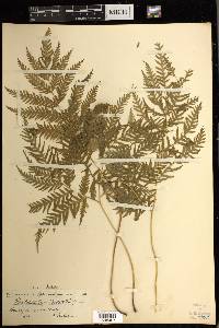 Pteris dentata image