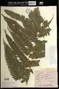 Pteris biaurita image