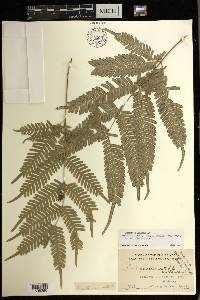 Pteris blumeana image