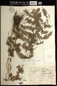 Pteris aspericaulis image