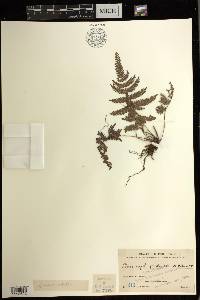 Pteris oppositipinnata image