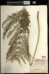 Pteris biaurita image