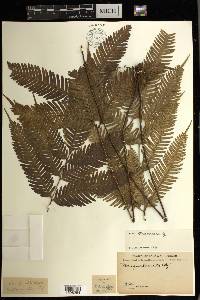 Pteris blumeana image