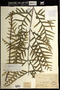 Pteris dalhousiae image