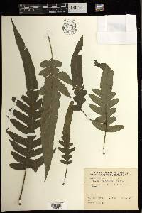 Pteris endoneura image