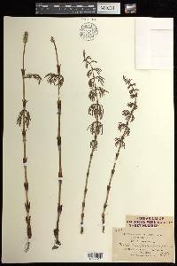 Equisetum sylvaticum image