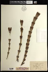 Equisetum telmateia image