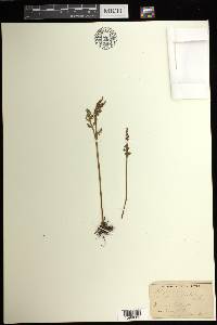 Botrychium matricariifolium image