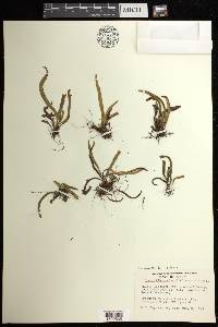 Oreogrammitis baldwinii image
