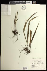 Lepisorus thunbergianus image