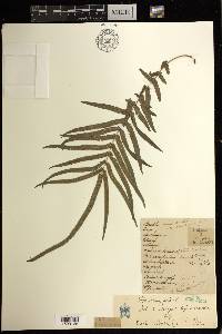 Pteris vittata image