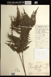 Pteris wallichiana image
