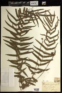 Pteris vittata image