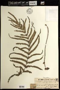 Pteris vittata image