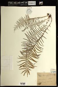 Pteris vittata image